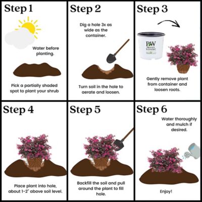 Image showing 9 th Proven Winners 2 gal. Potted Pink Jazz Hands Loropetalum Shrub