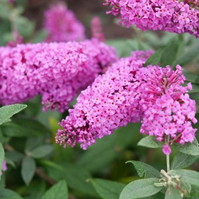 Image showing  2 gal. Potted Pinker Pugster Buddleia Shrub
