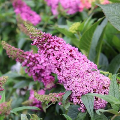 Image showing  2 gal. Potted Pinker Pugster Buddleia Shrub