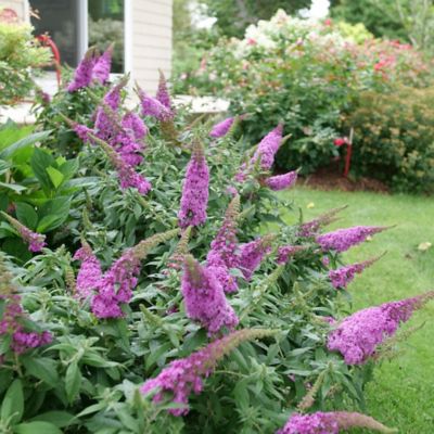 Image showing  2 gal. Potted Pinker Pugster Buddleia Shrub