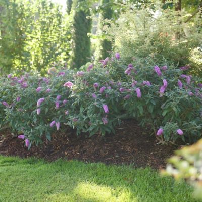 Image showing  2 gal. Potted Pinker Pugster Buddleia Shrub