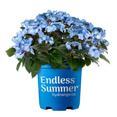 Endless Summer 2 gal. Pop Star Hydrangea Shrub