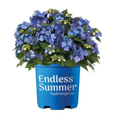 Endless Summer 2 gal. Potted Pop Star Hydrangea Shrub