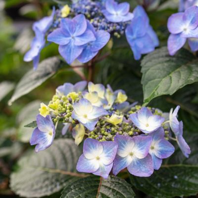 Image showing  2 gal. Potted Pop Star Hydrangea Shrub