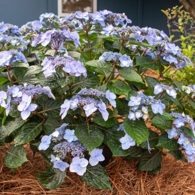 Image showing  2 gal. Potted Pop Star Hydrangea Shrub