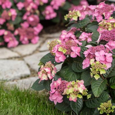 Image showing  2 gal. Potted Pop Star Hydrangea Shrub