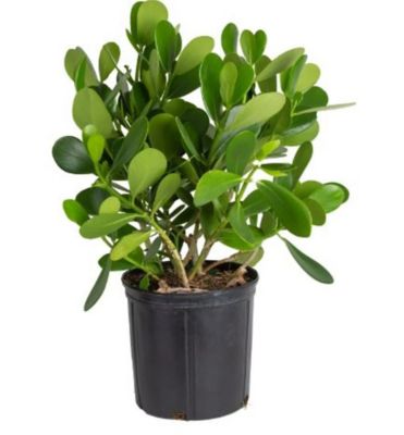30 in. Assorted Clusia Plant in 10 in. Grower Pot