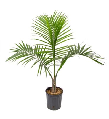 36 in. Majesty Palm Plant in 10. Grower Pot, 1 pc.