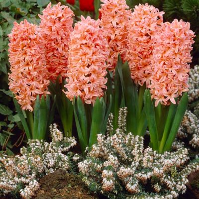 Van Zyverden Coral Gipsy Queen Hyacinth Bulbs, 10-Pack