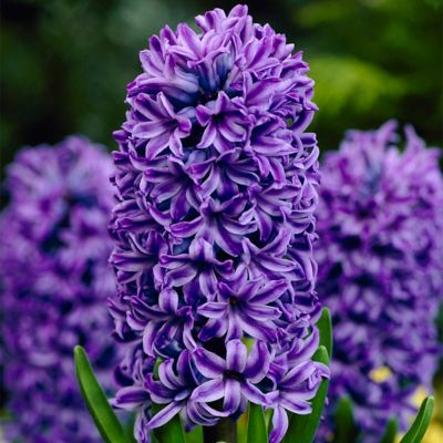 Van Zyverden Blue Atlantic Hyacinth Bulbs, 10-Pack