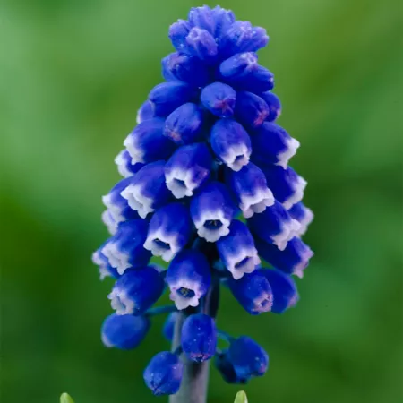 Van Zyverden Dark Blue Eyed Muscari Bulbs Pack of 25 Perennials