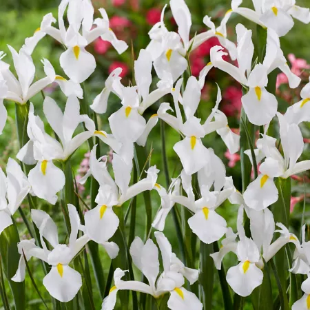 Van Zyverden Van Vliet White Dutch Iris Bulbs Pack of 25 Perennials