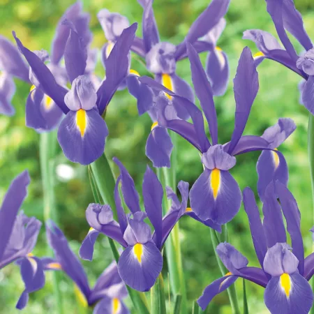 Van Zyverden Blue Ribbon Dutch Iris Bulbs Pack of 25 Perennials