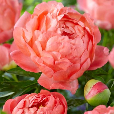 Van Zyverden Coral Sunset Peony Plants, 3-Pack