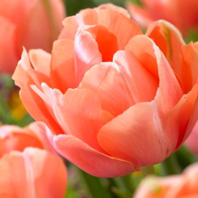 Van Zyverden Pink Menton Exotic Tulip Bulbs, 12-Pack