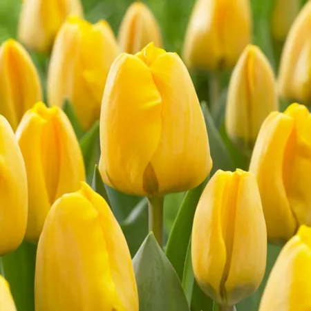 Van Zyverden - Apeldoorn Golden Tulip Bulbs Pack of 25 Perennials