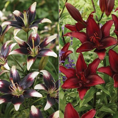 絵画 Reeves spirea Reeves Bridal Wreath Spirea | Shop Online – Plants by Mail