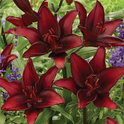 Van Zyverden Black List Lily Bulbs, 8-Pack