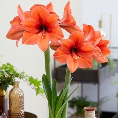 Van Zyverden Amaryllis Desire, Set of 1 Bulb