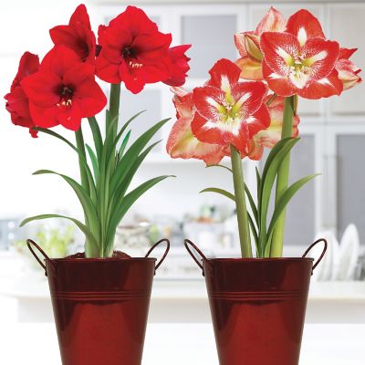 Van Zyverden Amaryllis Red Lion/Minerva Duo Two Pack Kits with Artisan Decorative Planter and Set of 2 Bulbs