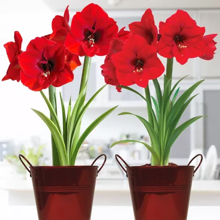 Van Zyverden Amaryllis Red Lion Duo Set of Two Kits with Artisan Decorative Planters and Set of 2 Bulbs Perennials