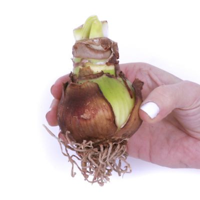 Image showing  Amaryllis Red Lion Duo Two Pack Kits with Artisan Decorative Planters and Set of 2 Bulbs