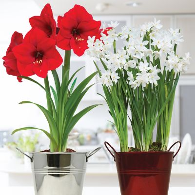 Van Zyverden Amaryllis and Paperwhite Duo 2-Pack Kit with Artisan Decorative Planters and Set of 5 Bulbs