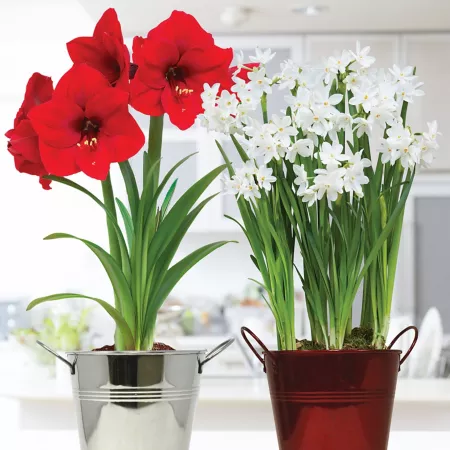 Van Zyverden Amaryllis and Paperwhite Duo Kit of 2 Decorative Artisan Flower Pots and Set of 5 Bulbs Perennials