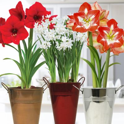 Van Zyverden Amaryllis and Paperwhite Trio Pack Kit with Artisan Decorative Planters and Set of 6 Bulbs