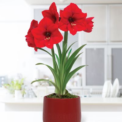 Van Zyverden Pre-Planted Amaryllis Red Lion with Red Cache Ceramic Planter and Set of 1 Bulb