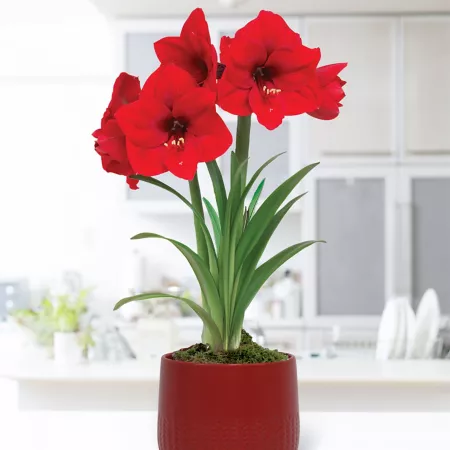 Van Zyverden Pre-Planted Red Lion Amaryllis with Red Cache Ceramic Planter and Set of 1 Bulb Perennials