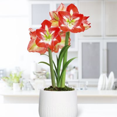 Van Zyverden Pre-Planted Amaryllis Minerva with White Cache Ceramic Planter and Set of 1 Bulb