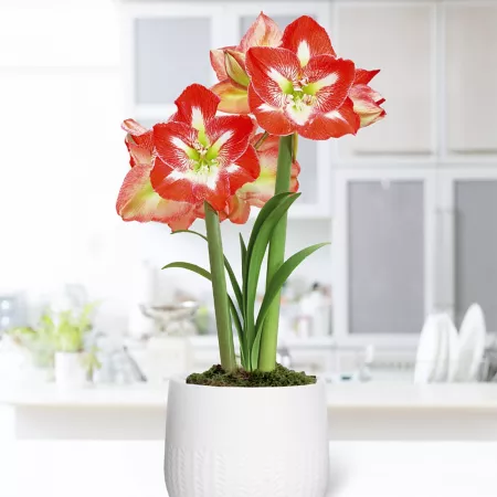 Van Zyverden Amaryllis Minerva pre-planted with white ceramic planter and set of 1 bulb Perennials