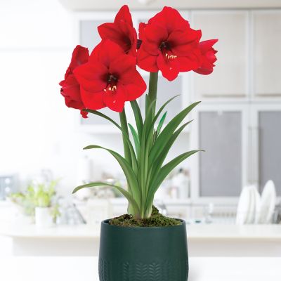 Van Zyverden Pre-Planted Amaryllis Red Lion with Green Cache Ceramic Planter and Set of 1 Bulb