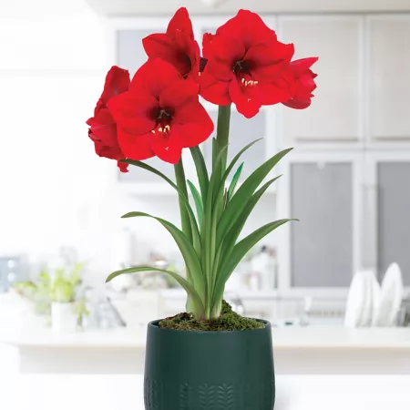 Van Zyverden Pre-planted Red Lion Amaryllis with Green Ceramic Planter and Set of 1 Bulb Perennials