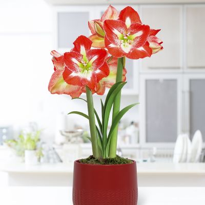 Van Zyverden Pre-Planted Amaryllis Red with White Cache Ceramic Planter and Set of 1 Bulb
