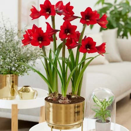 Van Zyverden Pre-Planted Amaryllis Rapido with Iron and Brass Planter and Stand and Set of 3 Bulbs Perennials