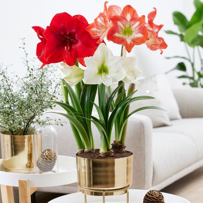 Van Zyverden Pre-Planted Amaryllis Trio with Iron Brass Finish Bulb Pan Planter and Stand and Set of 3 Bulbs