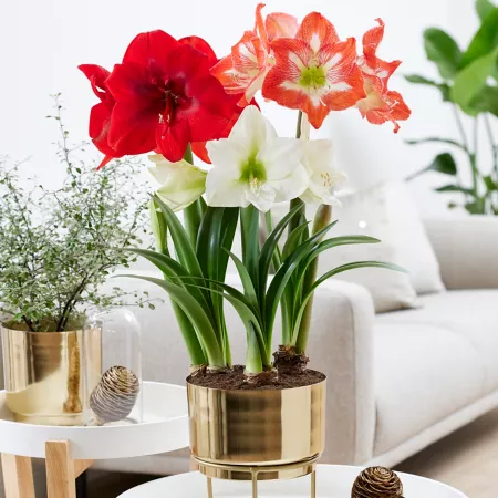 Van Zyverden Pre-Planted Amaryllis Trio with Iron and Brass Planter and Stand and Set of 3 Bulbs Perennials