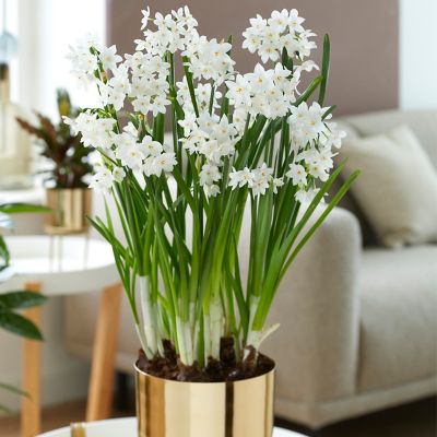 Van Zyverden White Pre-Planted Inbal Paperwhite with Iron Brass Finish Large Bulb Planter and Stand and Set of 9 Bulbs