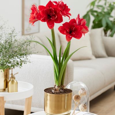 Van Zyverden Say It with Red Double Flowering Amaryllis, Iron Brass Finish Large Bulb Planter & Stand and Set of 1 Bulb