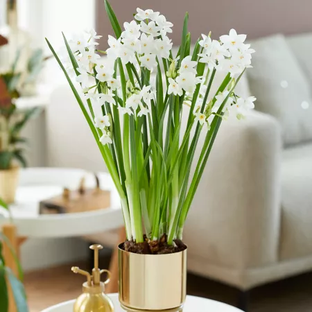 Van Zyverden Inbal Paperwhite Pre-Planted White with Brass Finish Iron Planter and Stand and Set of 7 Bulbs Perennials