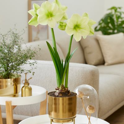 Van Zyverden Pre-Planted Amaryllis Fantasy with Brass Finish Iron Bulb Planter and Stand and Set of 1 Bulb