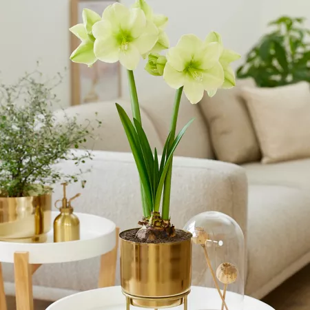 Van Zyverden Amaryllis Fantasy Pre-Planted with Brass Finish Iron Planter and Stand and Pack of 1 Bulb Perennials