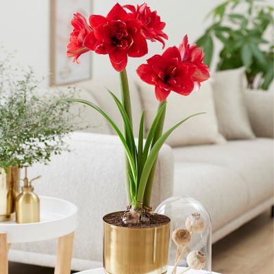 Van Zyverden Pre-Planted Amaryllis Double Dragon with Brass Finish Iron Bulb Planter and Stand and Set of 1 Bulb