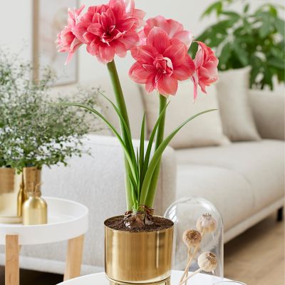 Van Zyverden Pre-Planted Amaryllis Double Dream with Brass Finish Iron Bulb Planter and Stand and Set of 1 Bulb