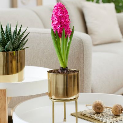 Van Zyverden Red Pre-Chilled Pre-Planted Jan Bos Hyacinth with Iron Brass Finish Bulb Planter and Stand