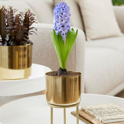 Van Zyverden Blue Pre-Chilled Planted Delft Blue Hyacinth with Iron Brass Finish Bulb Planter and Stand