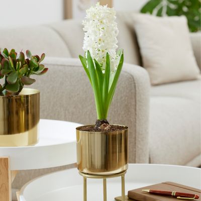 Van Zyverden White Pre-Chilled Planted Carnegie Hyacinth with Iron Brass Finish Bulb Planter and Stand