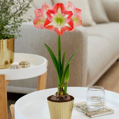 Van Zyverden Pre-Planted Amaryllis Minerva with Iron Brass Finish Iron Bulb Planter and Stand and Set of 1 Bulb